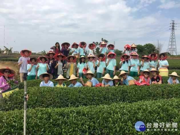 中興國中學生親入茶園體驗製茶辛勞