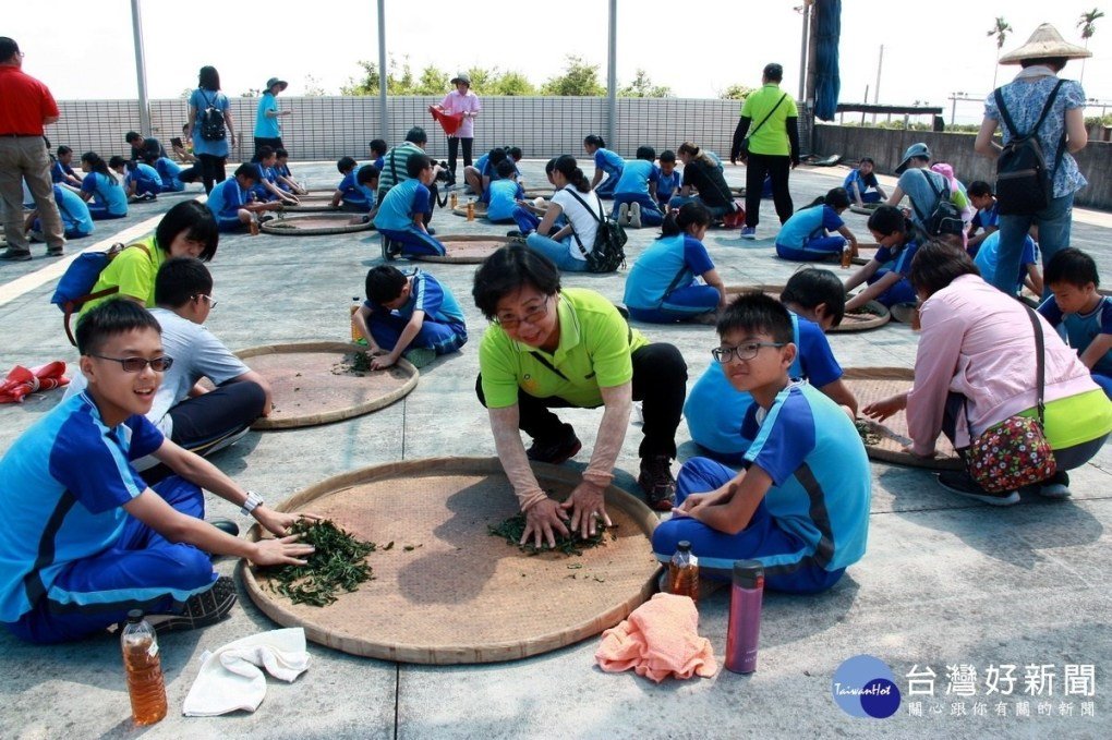 茶鄉弓鞋小學畢業生 採茶製茶初體驗