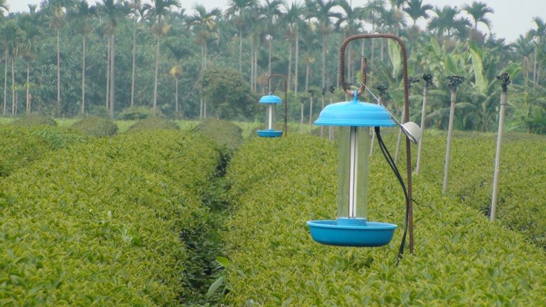 泉發製茶廠 茶園管理（3）