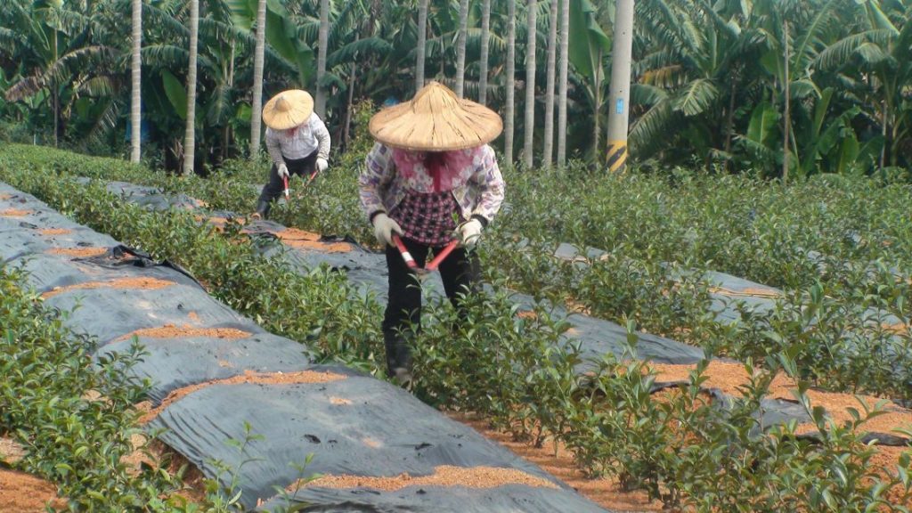 泉發製茶廠 茶園管理（2）