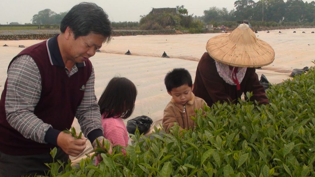 泉發製茶廠 製茶技術（2）