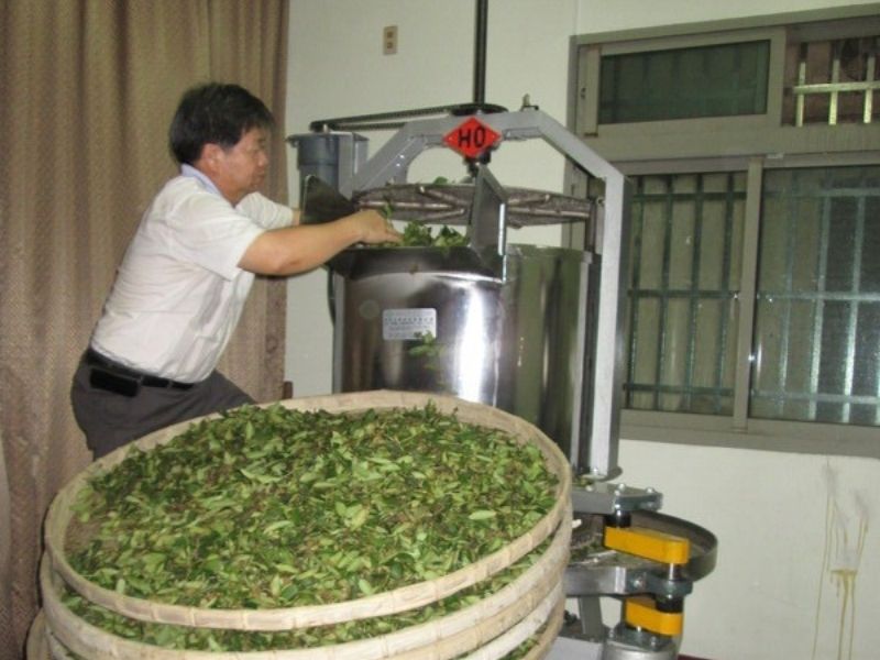 泉發製茶廠 製茶技術（1）
