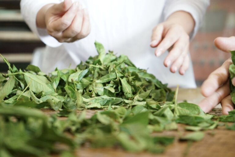 泉發製茶廠體驗－茶香包DIY（1）