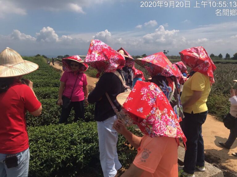 泉發製茶廠體驗－茶園巡禮（5）